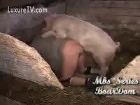 Zoo Sex Video - Perky swine permeates human from behind